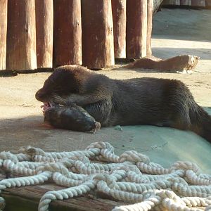 River otter eating a carp