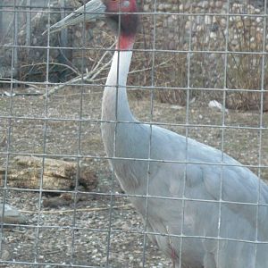Sarus crane