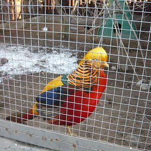 Golden pheasant