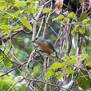 Bower's Shrike Thrush