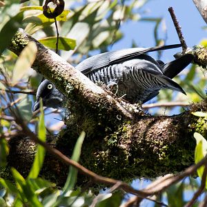 Barred Cuckoo-shrike