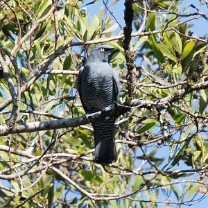 Barred Cuckoo-shrike