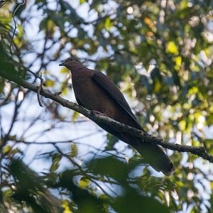 Brown Pigeon