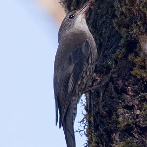 White-throated Treecreeper (ssp. minor)