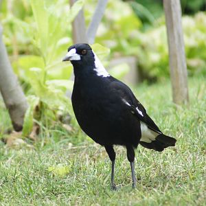 Australian magpie