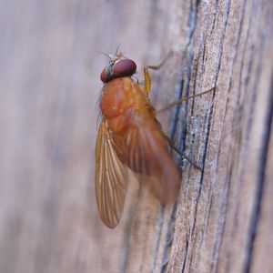Fly species