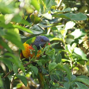 Rainbow lorikeet