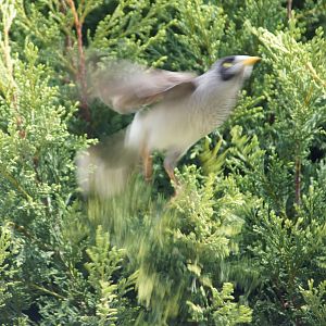 Noisy miner