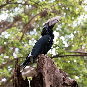 Silvery-cheeked Hornbill