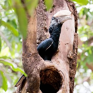 Silvery-cheeked Hornbill