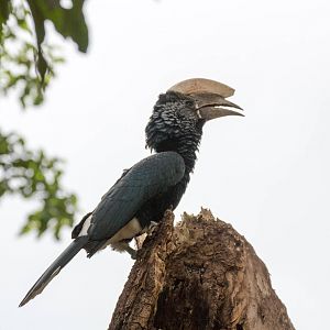 Silvery-cheeked Hornbill