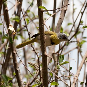 Yellow-bellied Apalis