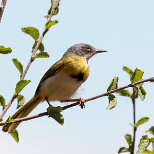 Yellow-bellied Apalis