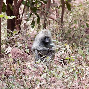 Olive Baboon