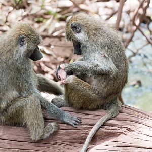 Olive Baboons