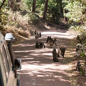 Olive Baboons
