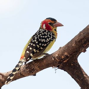 Red-and-Yellow Barbet