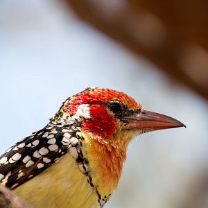 Red-and-Yellow Barbet