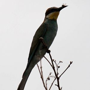 European Bee-eater