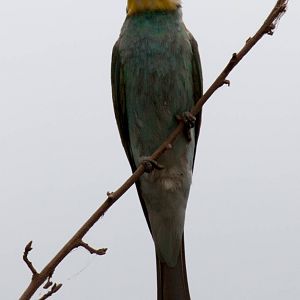 European Bee-eater