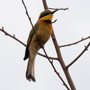 Little Bee-eater