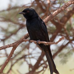 Fork-tailed Drongo