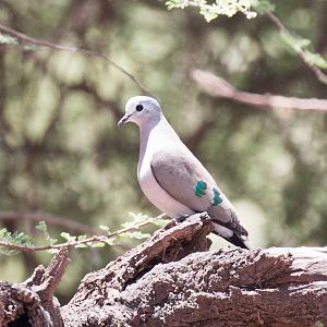 Emerald-spotted Wood Dove