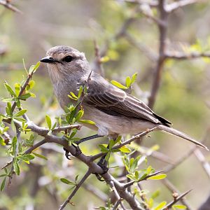 African Grey Flycatcher