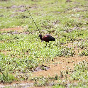 Glossy Ibis