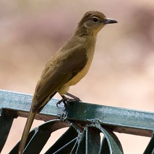 Yellow-bellied Greenbul
