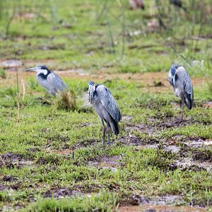 Bleck-headed Herons