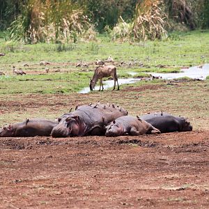 Hippos, Wildebeest & Red-billed Oxpeckers