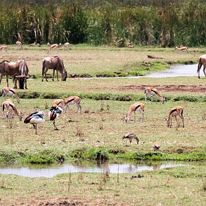 Wildebeest, Gazelles and Cranes