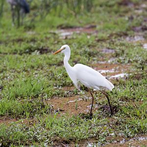 Intermediate Egret