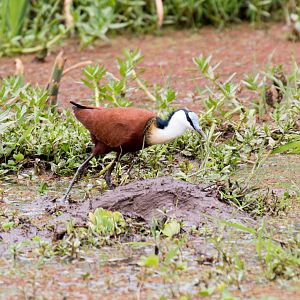 Jacana