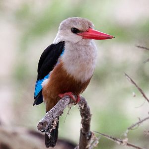 Grey-headed Kingfisher