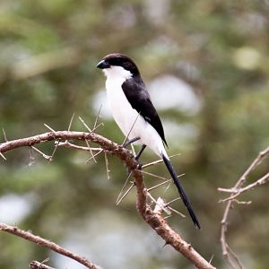 Long-tailed Shrike