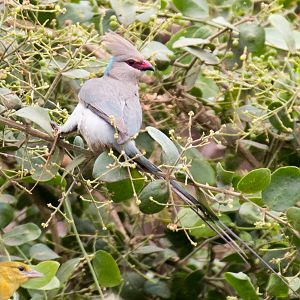 Blue-naped Mousebird