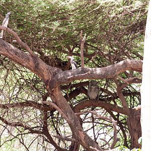 Grey Hornbill, Crowned Hornbill, Verreauxs Eagle Owl