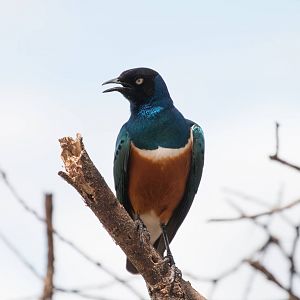 Superb Starling