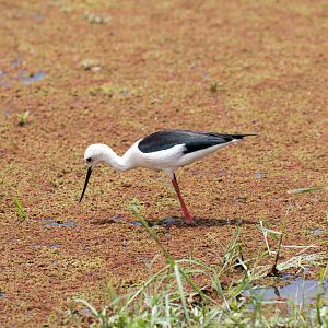 Black-winged Stilt 1