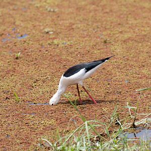 Black-winged Stilt 2