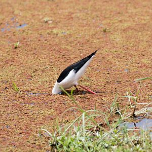 Black-winged Stilt 3