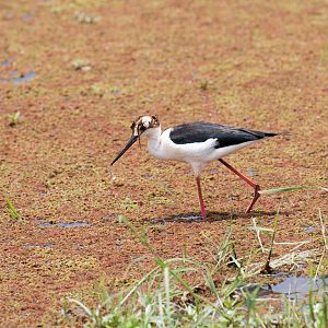 Black-winged Stilt 4
