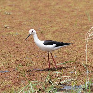 Black-winged Stilt 5