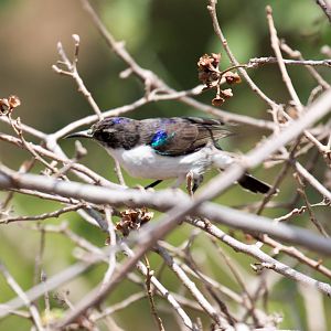 Eastern Violet-backed Sunbird