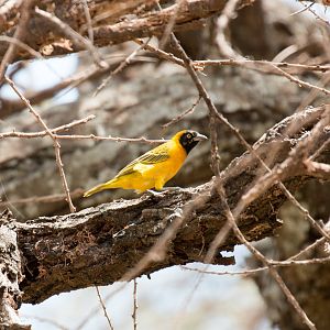Lesser Masked Weaver