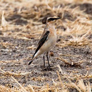 Northern Wheatear