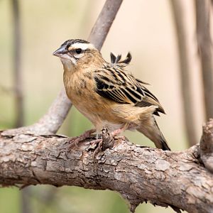 Widowbird female or non-breeding male