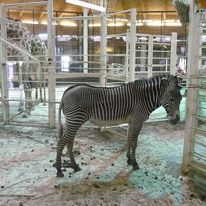 Grevy's zebra